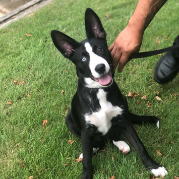 Photo uploaded to #FurryFriends by Jessica A.