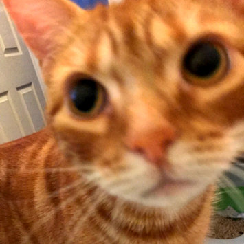 Photo uploaded to #FurryFriends by shauna A.