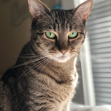 Photo uploaded to #FurryFriends by Jennifer A.