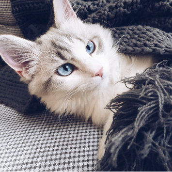 Photo uploaded to #FurryFriends by Annalynn K.
