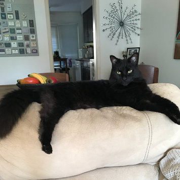 Photo uploaded to #FurryFriends by Kayla M.