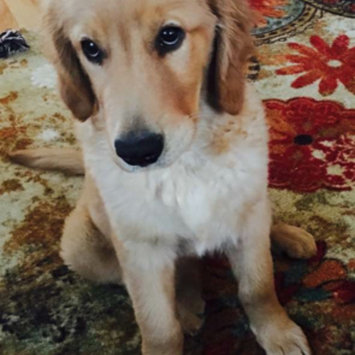 Photo uploaded to #FurryFriends by Serena M.