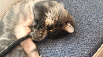 Photo uploaded to #FurryFriends by Rebecca J.