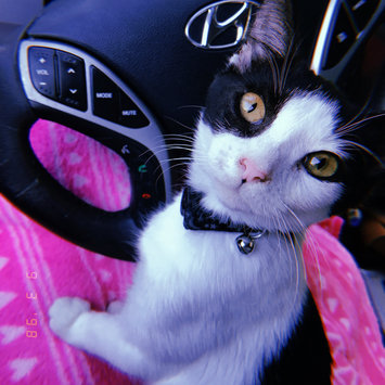 Photo uploaded to #FurryFriends by Brittany R.