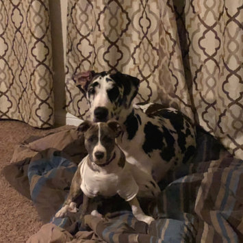 Photo uploaded to #FurryFriends by Mikaela M.