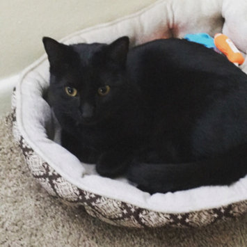 Photo uploaded to #FurryFriends by Alexis K.