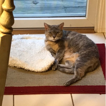 Photo uploaded to #FurryFriends by Dana R.