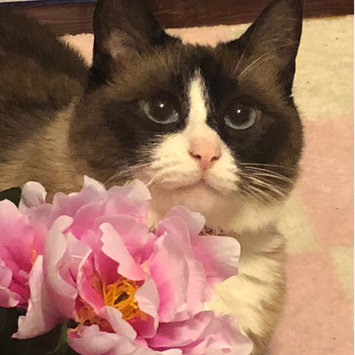 Photo uploaded to #FurryFriends by Rachel T.