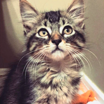 Photo uploaded to #FurryFriends by Lindsey C.