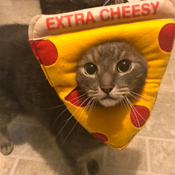 Photo uploaded to #FurryFriends by Allison Y.