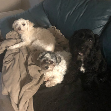 Photo uploaded to #FurryFriends by Breanna D.