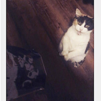 Photo uploaded to #FurryFriends by Harley W.