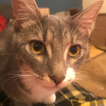 Photo uploaded to #FurryFriends by Lauren B.