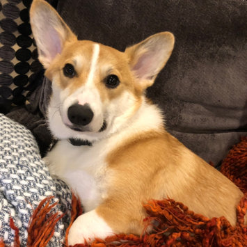 Photo uploaded to #FurryFriends by Amanda G.