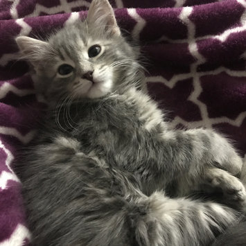 Photo uploaded to #FurryFriends by Lenda A.
