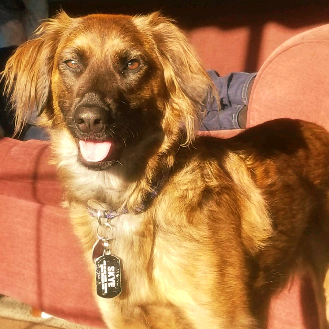 pure balance® grain free formula salmon & pea recipe dog food Reviews 2019