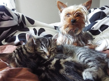 Photo of Royal Canin® Yorkshire Terrier 28™ Adult Dog Food 10 lb. Bag uploaded by Alicia D.
