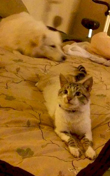 Photo of ARM & HAMMER™ Clump & Seal Complete Odor Sealing Clumping Litter Multi-Cat uploaded by Diane A.