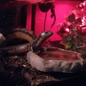 Photo of Zoo Med Food Water Dish Small Natural uploaded by Amanda M.