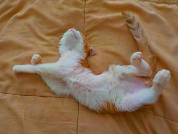 Photo of Tidy Cats Scoop 24/7 Performance Cat Litter uploaded by Suzie M.
