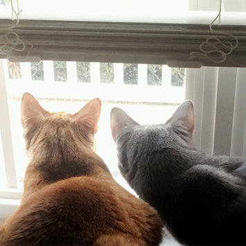 Photo of TEMPTATIONS™ Snacky Mouse Cat Toy uploaded by Jennifer D.