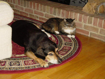 Photo of ASPCA uploaded by Andrea P.