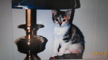 Photo of Purina Kitten Chow PurinaA Kitten ChowA Nurture Kitten Food uploaded by J Davis M.