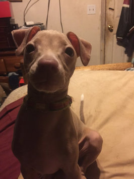 Photo of Pup-Peroni® Original Bacon Flavor Dog Snacks, 10-Ounce uploaded by Tina M.