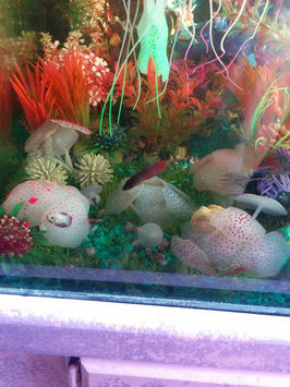 Photo of Marineland MARINELANDA Artifical Linden Aquarium Plant uploaded by Nathalie K.