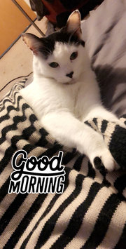 Photo of Taste of the Wild PREY Turkey Formula for Cats uploaded by Kitty T.