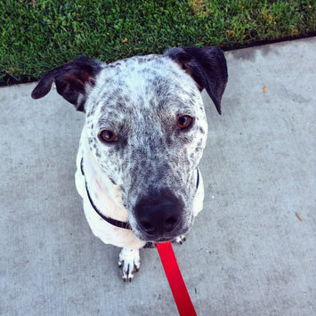 Photo of Acana Grasslands - Dog - 5.5 lb uploaded by Lorelai A.
