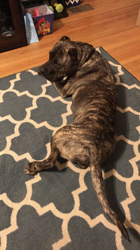 Photo of Royal Canin Dry Dog Food, Maxi Large Breed Adult Formula, 35-Pound Bag uploaded by Melanie M.