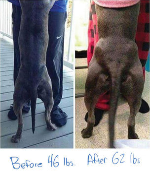 Photo of Bully Max The Ultimate Canine Supplement, 60 Tablets uploaded by Drew M.