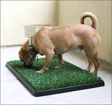 Photo of Pet Zoom Pet Park uploaded by Jéssica S.