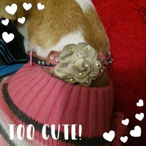 Photo of Top PawA Bella Floral Dog Collar uploaded by Maria M.
