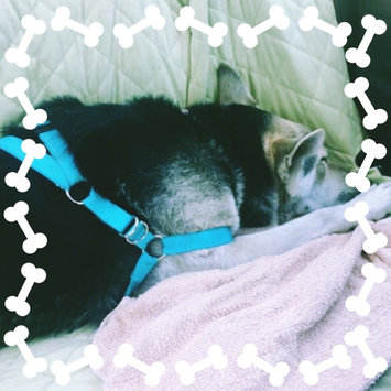Photo of Grreat ChoiceA Dog Harness uploaded by Kristine L.