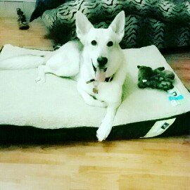 Photo of Top Paw Double Orthopedic Pet Bed uploaded by Paige H.