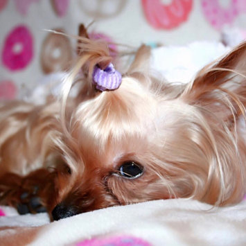 Photo of Royal Canin® Yorkshire Terrier 28™ Adult Dog Food 10 lb. Bag uploaded by Kirsten C.