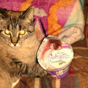 Photo of Yoplait® Greek Whips Black Cherry Yogurt uploaded by Candice W.