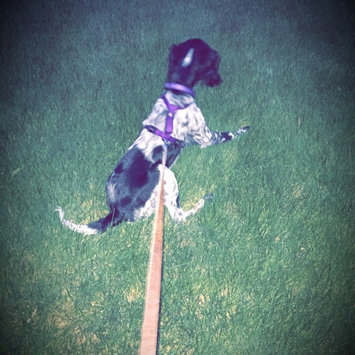 Photo of KONGA Comfort Dog Harness & Traffic Loop uploaded by Rachel S.