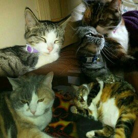Photo of 9 Lives Long Life Formula Cat Food With Real Chicken & Turkey For Maturing Cats uploaded by Kyla R.