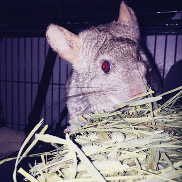 Photo of Kaytee Products Inc Kaytee Pet Products SKT53638 Kaytee Timothy Hay Bale 96oz 2cs uploaded by Kaela E.