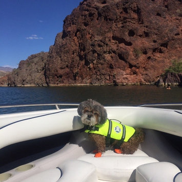 Photo of Paws Aboard Neon Yellow Doggy Life Jacket uploaded by Bre M.