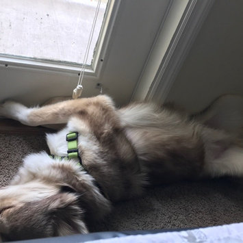 Photo of KONGA Comfort Dog Harness & Traffic Loop uploaded by Kaitie S.