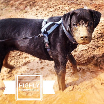 Photo of KONGA Comfort Dog Harness & Traffic Loop uploaded by Jessica H.