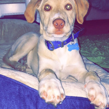 Photo of THE BLUE BUFFALO CO. BLUE™ Wilderness® Chicken For Large Breed Puppies uploaded by Morgan D.