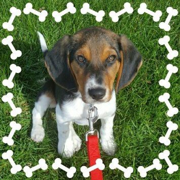 Photo of THE BLUE BUFFALO CO. BLUE™ Life Protection Formula® Chicken and Brown Rice Recipe For Puppies uploaded by Nicole C.