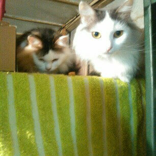 Photo of Pounce Cat Treats uploaded by Amy B.