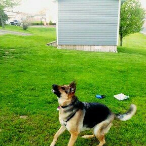 Photo of Eukanuba Breed Specific Adult German Shepherd Dog Food 30 lb. Bag uploaded by Amanda D.