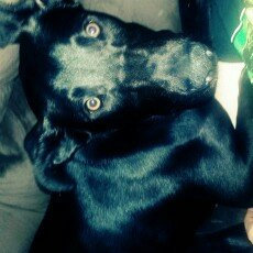 Photo of Humane Society of the United States uploaded by Rachel D.